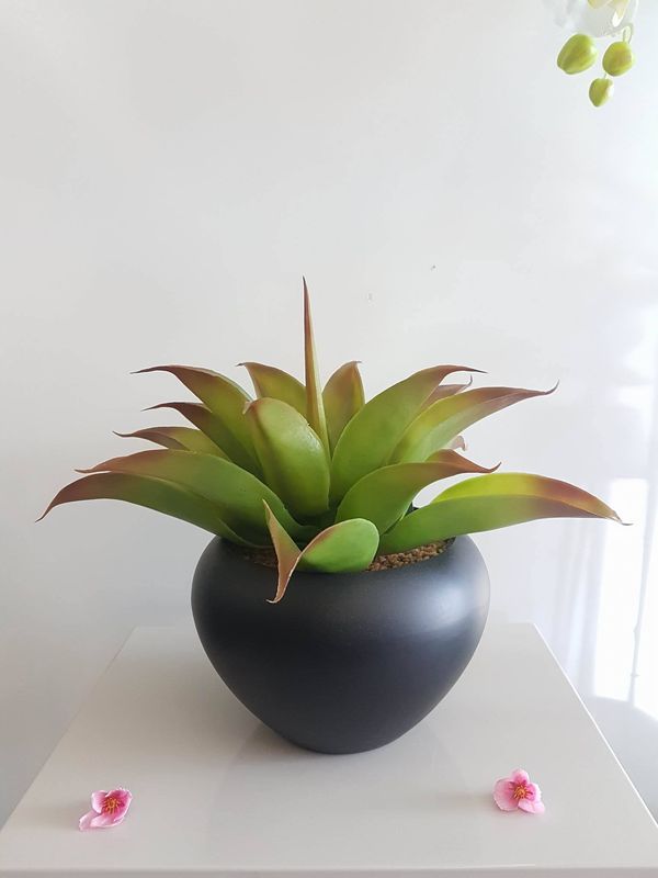 Aloe vera en pot, décoration zen.